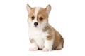 Cute Welsh Corgi puppy isolated on white background