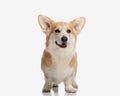 cute welsh corgi puppy with tongue exposed