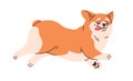 Cute Welsh corgi running. Funny amusing dog moving with tongue out. Active lovely doggy with positive comic emotions