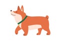 Cute Welsh corgi side view. Adorable baby dog. Friendly puppy with collar. Small doggy profile. Purebred pup looking up