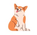 Cute Welsh corgi sitting. Funny amusing dog with tongue out. Adorable lovely happy doggy with positive comic emotions
