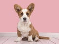 Cute welsh pembroke corgi puppy in a pink living room