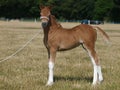 Cute Welsh Pony Foal