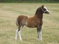 Cute Welsh Pony Foal Royalty Free Stock Photo