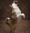 Cute welsh sheepdog jumping and catching a ball in a room