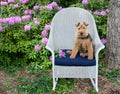 Welsh terrier sitting on chair in garden