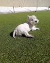 Cute West Highland White Terrier dog olay down on grass.  Pet concept. Copy Space Royalty Free Stock Photo