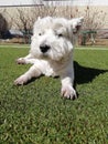 Cute West Highland White Terrier dog olay down on grass.  Pet concept. Copy Space Royalty Free Stock Photo