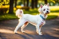 Cute West Highland White Terrier dog standing in the park. Generative AI