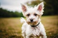 Cute West Highland White Terrier dog standing in the park. Generative AI