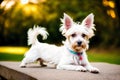 Cute West Highland White Terrier dog standing in the park. Generative AI