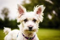 Cute West Highland White Terrier dog standing in the park. Generative AI