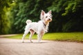 Cute West Highland White Terrier dog standing in the park. Generative AI