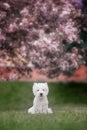 Cute West highland white Terrier in a lush Park. Royalty Free Stock Photo