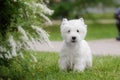 Cute West highland white Terrier in a lush Park. Royalty Free Stock Photo