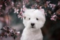Cute West highland white Terrier in a lush Park. Royalty Free Stock Photo