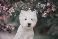 Cute West highland white Terrier in a lush Park. Royalty Free Stock Photo