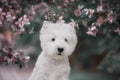 Cute West highland white Terrier in a lush Park.