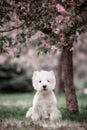 Cute West highland white Terrier in a lush Park. Royalty Free Stock Photo