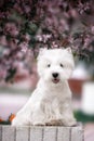 Cute West highland white Terrier in a lush Park. Royalty Free Stock Photo