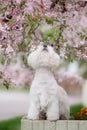 Cute West highland white Terrier in a lush Park. Royalty Free Stock Photo
