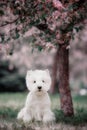 Cute West highland white Terrier in a lush Park. Royalty Free Stock Photo