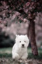 Cute West highland white Terrier in a lush Park. Royalty Free Stock Photo