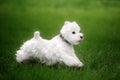 Cute West highland white Terrier in a lush Park. Royalty Free Stock Photo