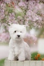 Cute West highland white Terrier in a lush Park. Royalty Free Stock Photo