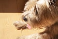 Cute West Highland White Terrier lying down on a wooden floor with tongue out and hair down the eyes. Close up