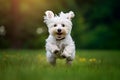 Cute West Highland White Terrier running in a green meadow. AI-generated.