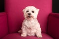 Cute West Highland White Terrier sitting on a pink armchairs Royalty Free Stock Photo