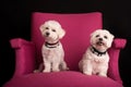 Cute West Highland White Terrier sitting on a pink armchairs Royalty Free Stock Photo