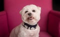 Cute West Highland White Terrier sitting on a pink armchairs Royalty Free Stock Photo