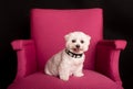 Cute West Highland White Terrier sitting on a pink armchairs Royalty Free Stock Photo