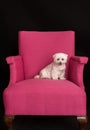 Cute West Highland White Terrier sitting on a pink armchairs Royalty Free Stock Photo