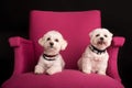 Cute West Highland White Terrier sitting on a pink armchairs Royalty Free Stock Photo