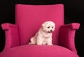 Cute West Highland White Terrier sitting on a pink armchairs Royalty Free Stock Photo