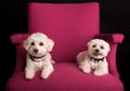 Cute West Highland White Terrier sitting on a pink armchairs Royalty Free Stock Photo