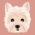 Cute Westie West Highland Terrier Face