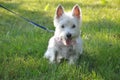 Chien blanc dans l`herbe white dog on grass