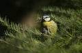 A cute wet Blue Tit,  Cyanistes caeruleus, perching on a branch of a pine tree. Royalty Free Stock Photo