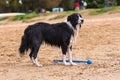 Cute wet Border Collie puppy standing on the sandy beach Royalty Free Stock Photo