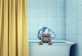 Cute wet cat in the bath Royalty Free Stock Photo