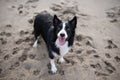 Cute wet and dirty Border Collie puppy standing on the sandy beach. Royalty Free Stock Photo