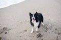 Cute wet and dirty Border Collie puppy standing on the sandy beach. Royalty Free Stock Photo