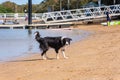 Wet Border Collie puppy standing on the beach Royalty Free Stock Photo