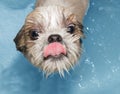 Cute wet dog in the bath Royalty Free Stock Photo