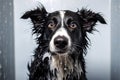 cute wet dog after bath Royalty Free Stock Photo