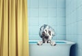 Cute wet dog in the bath Royalty Free Stock Photo